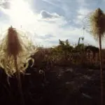 Two seed heads backlit by a setting sun in a natural landscape, with a focus on the delicate, fuzzy texture against a dimly lit sky.