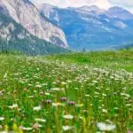 Natural History and Ecology with Summit Mountain Guides