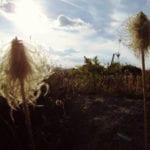 Two seed heads backlit by a setting sun in a natural landscape, with a focus on the delicate, fuzzy texture against a dimly lit sky.