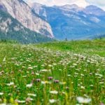 Natural History and Ecology with Summit Mountain Guides